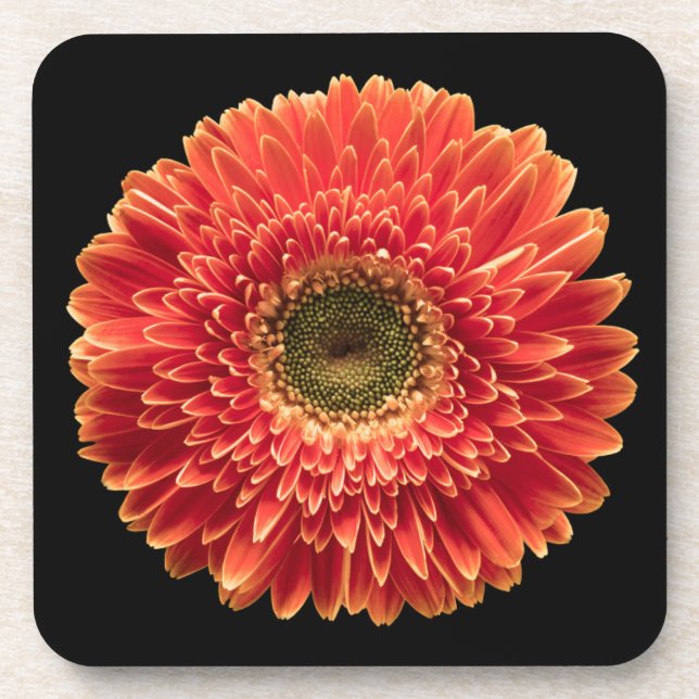 Blumen | Orange Gerbera Daisy Getränkeuntersetzer (Vorderseite)