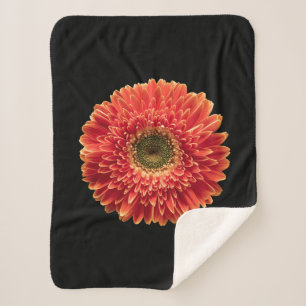 Blumen Orange Gerbera Daisy Sherpadecke