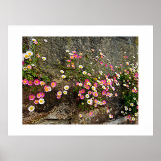 Blumen poster