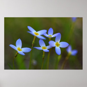 Blumen Poster