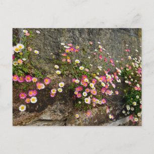 Blumen  postkarte