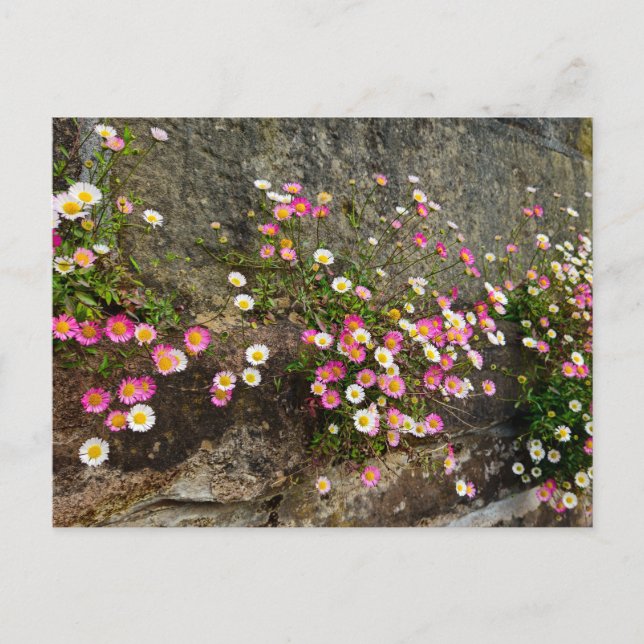 Blumen  postkarte (Vorderseite)