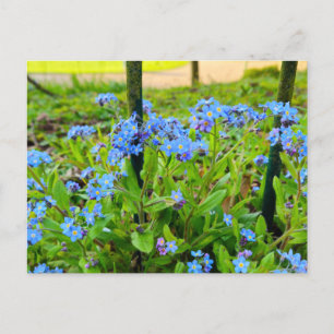 Blumen Postkarte