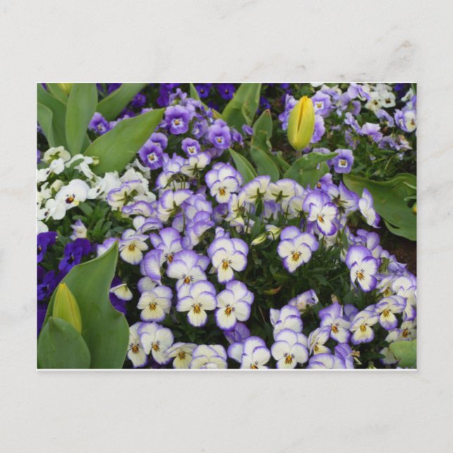 Blumen-Postkarte Postkarte (Vorderseite)