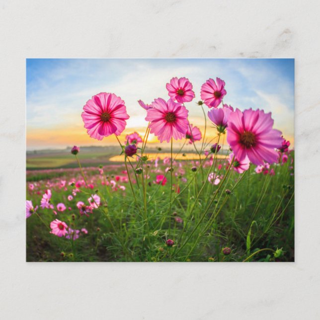Blumen |Provinz Chiang Rai, Thailand Postkarte (Vorderseite)
