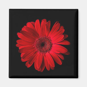 Blumen   Red Gerbera Daisy Magnet