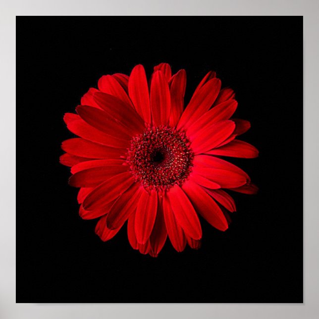 Blumen | Red Gerbera Daisy Poster (Vorne)