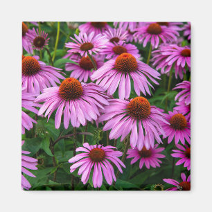 Blumen   Rosa Blumengarten Magnet