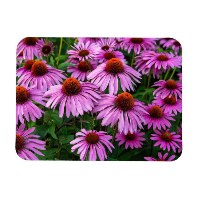 Blumen | Rosa Blumengarten Magnet (Horizontal)