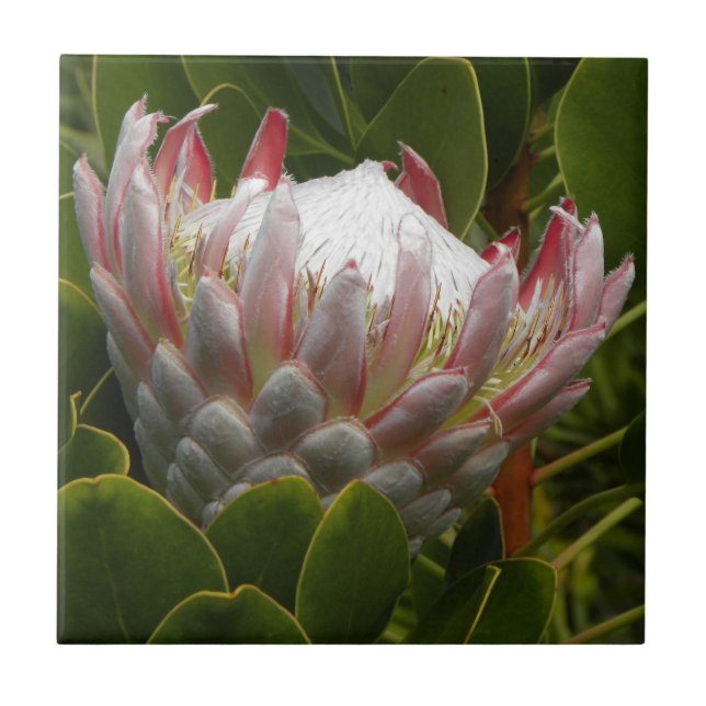 Blumen-rosa grünes mit BlumenFoto Protea-Mauis Fliese (Vorderseite)