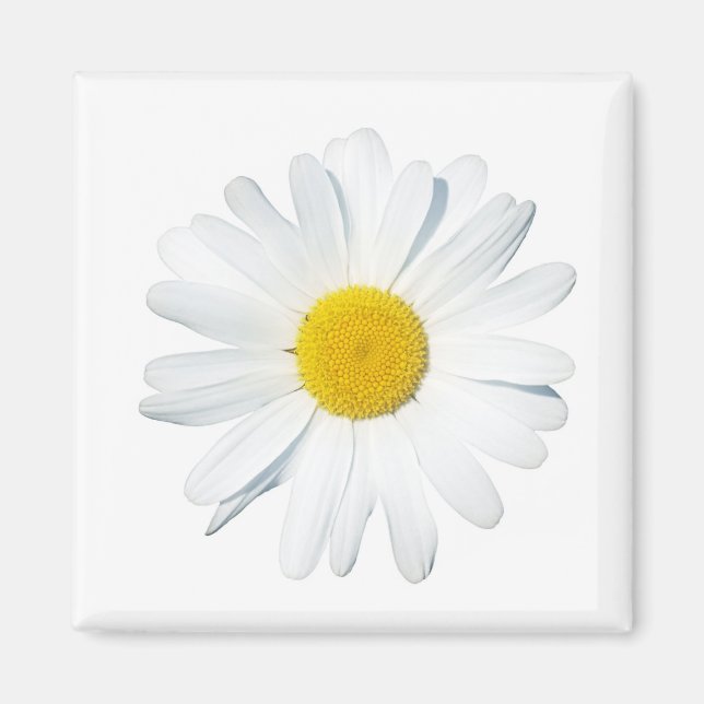 Blumen | Single Daisy Magnet (Vorne)