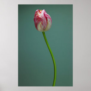Blumen Single Tulip Blume Poster