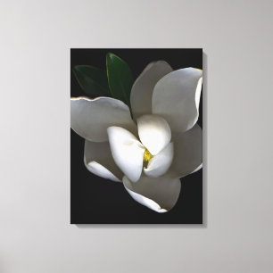 Blumen Single White Magnolia Blossom Leinwanddruck