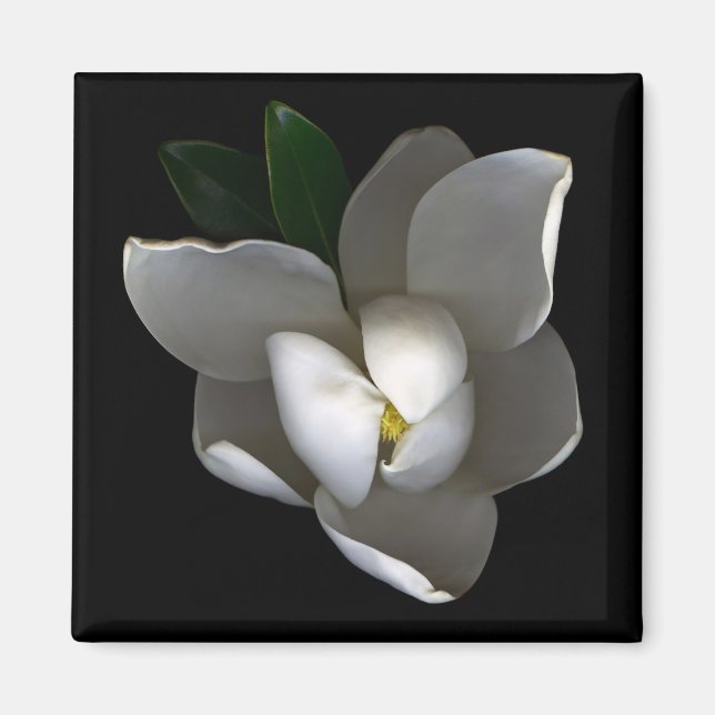 Blumen | Single White Magnolia Blossom Magnet (Vorne)