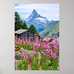 Blumen   Sommermatterhorn Schweiz Poster