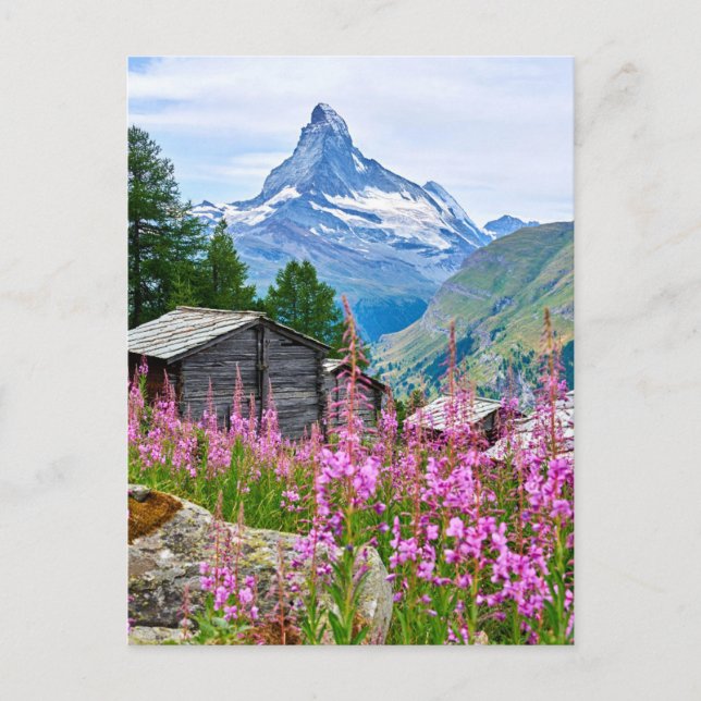 Blumen | Sommermatterhorn Schweiz Postkarte (Vorderseite)