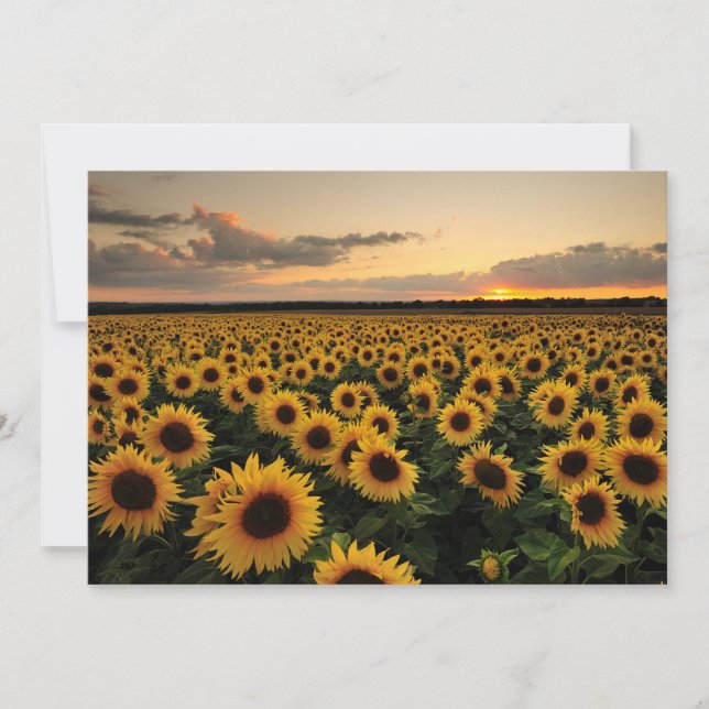 Blumen | Sonnenblumenfeld Dankeskarte (Vorderseite)