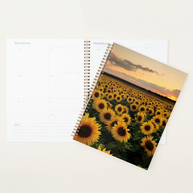 Blumen | Sonnenblumenfeld Planer (Anzeige)