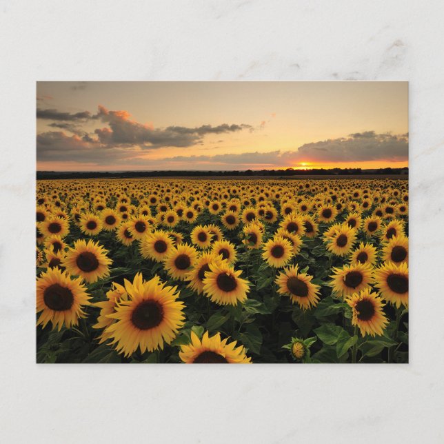 Blumen | Sonnenblumenfeld Postkarte (Vorderseite)