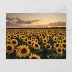 Blumen Sonnenblumenfeld Postkarte
