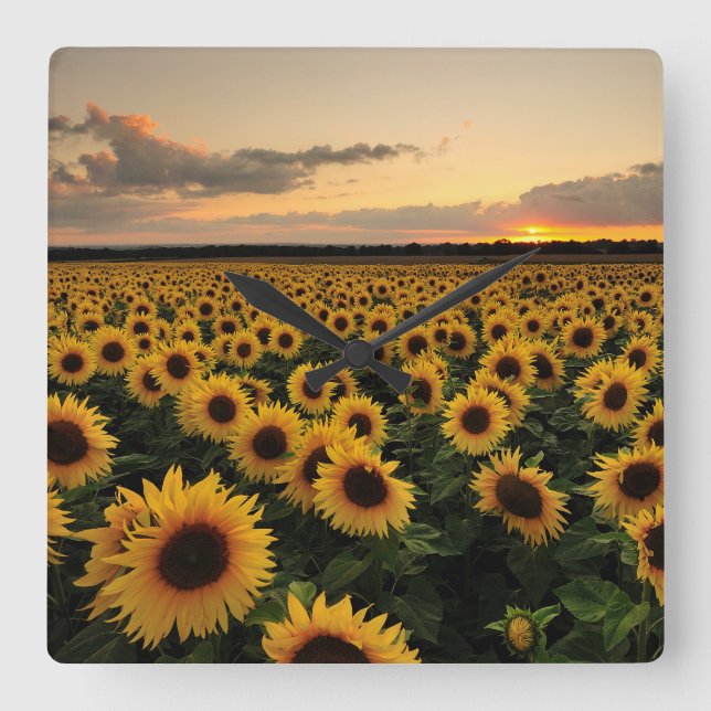 Blumen | Sonnenblumenfeld Quadratische Wanduhr (Vorderseite)