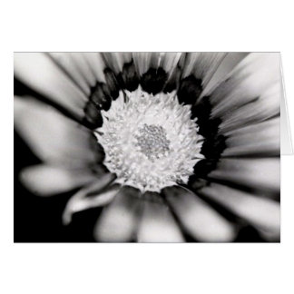 Blumen-Studie