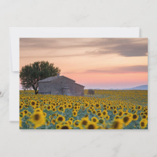 Blumen   Sunflower Field Provence, Frankreich Dankeskarte