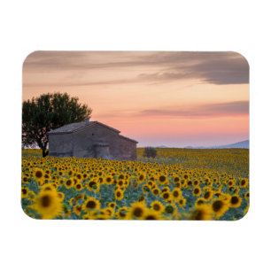 Blumen   Sunflower Field Provence, Frankreich Magnet