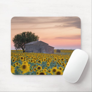 Blumen Sunflower Field Provence, Frankreich Mousepad