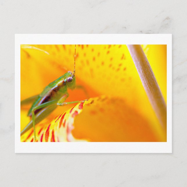 Blumen-Surfer Postkarte (Vorderseite)