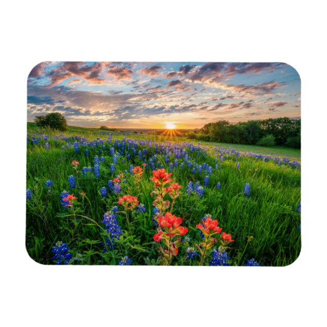 Blumen | Texas Bluebonnets & Indian Paintbrush Magnet (Horizontal)
