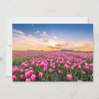 Blumen | Tulips South Holland, Niederlande