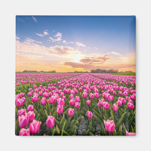 Blumen   Tulips South Holland, Niederlande Magnet