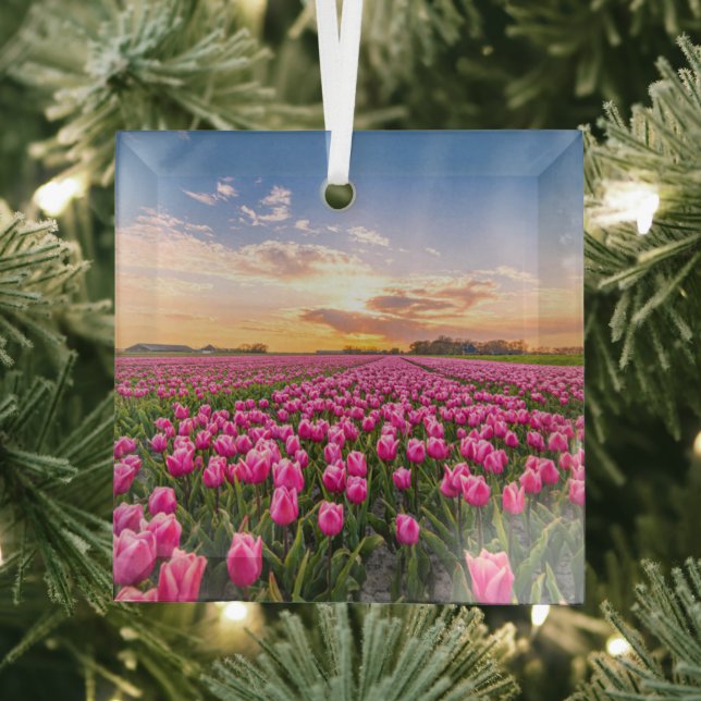 Blumen | Tulips South Holland, Niederlande Ornament Aus Glas (Insitu)