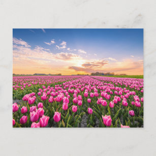 Blumen   Tulips South Holland, Niederlande Postkarte
