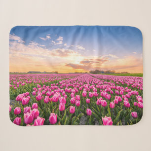 Blumen Tulips South Holland, Niederlande Sherpadecke
