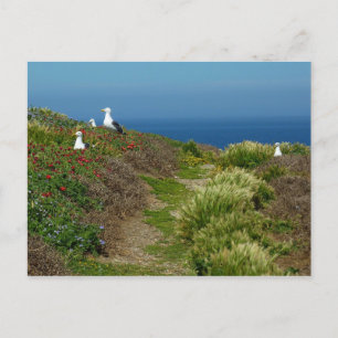 Blumen und Möwen auf Anacapa Island Postkarte