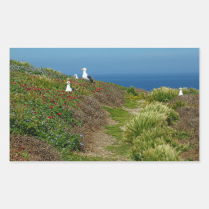 Blumen und Möwen auf Anacapa Island Rechteckiger Aufkleber