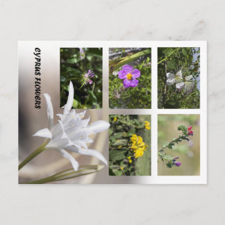 Blumen von Zypern Postkarte