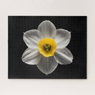 Blumen Weiße affodische Blume