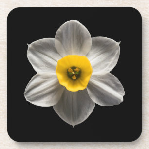 Blumen Weiße affodische Blume Getränkeuntersetzer