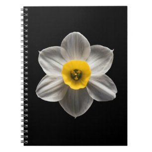 Blumen   Weiße affodische Blume Notizblock