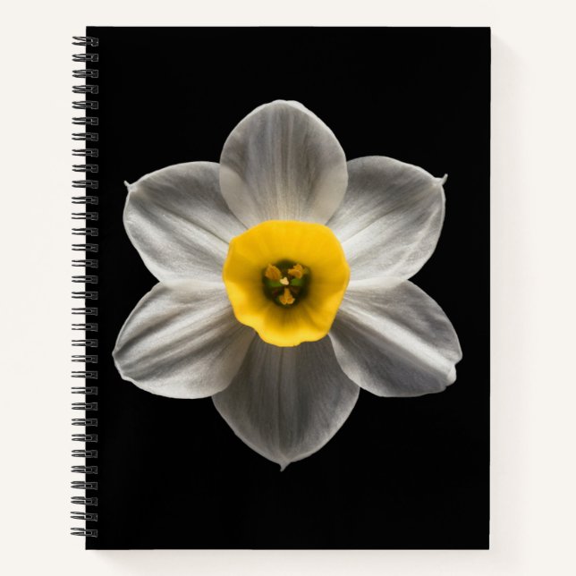 Blumen | Weiße affodische Blume Notizbuch (Vorderseite)