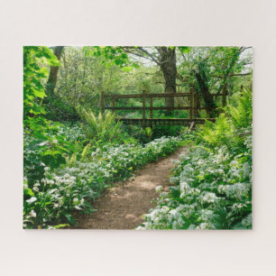 Blumen   Weiße Wildblumen im Wald