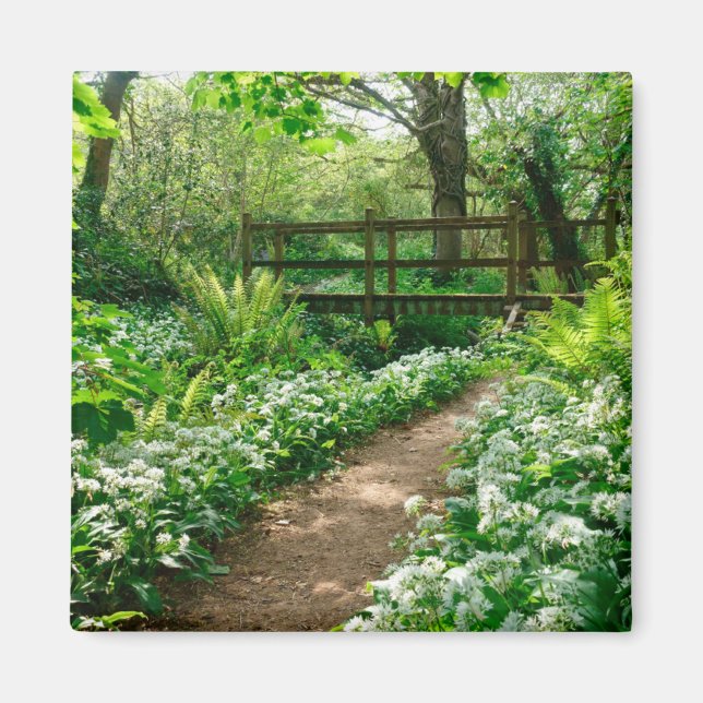 Blumen | Weiße Wildblumen im Wald Magnet (Vorne)