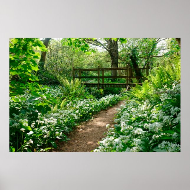 Blumen | Weiße Wildblumen im Wald Poster (Vorne)