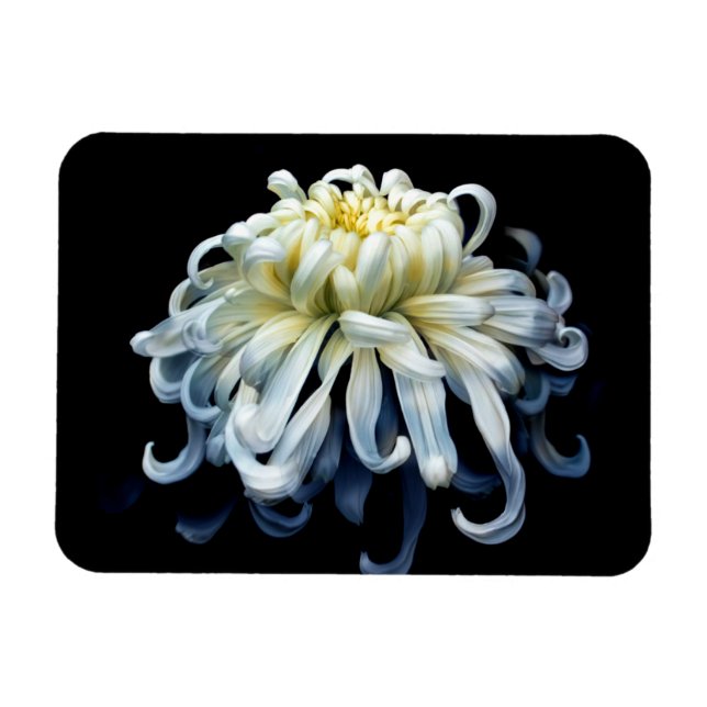 Blumen | Weißer Chrysanthemum Magnet (Horizontal)