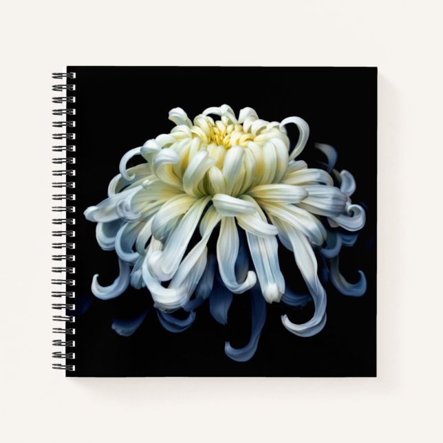 Blumen | Weißer Chrysanthemum Notizbuch (Vorderseite)