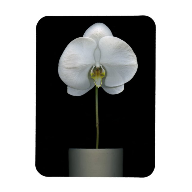 Blumen | Weißorchid-Blume Magnet (Vertikal)
