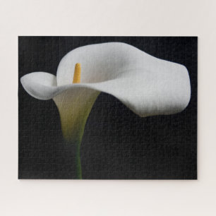 Blumen White Calla Lily